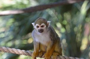 Beautiful Common Squirrel Monkey Sitting on a Rope photo