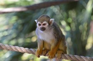 Beautiful Squirrel Monkey Posing on a Rope photo