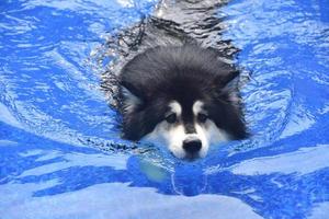 la cara de un perro husky nadando en una piscina foto