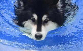 Looking into the Sweet Face of a Swimming Dog photo