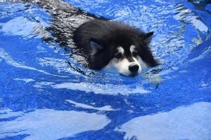 Paddling and Swimming Husky Dog in a Pool photo