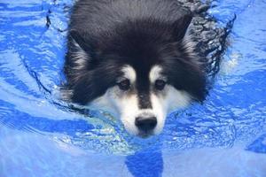 Malamute Dog Paddling in a Swimming Pool photo