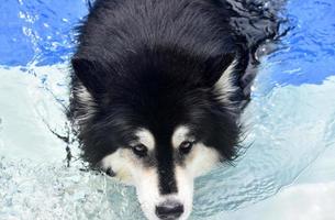 Looking into the Face of a Husky Dog Swimming photo