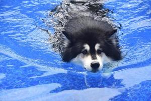 Very Cute Black and White Husky Swimming photo