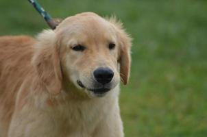 precioso cachorro golden retriever foto