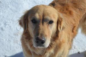 Gorgeous Golden Retriever Dog photo