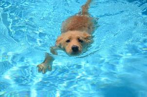 Swimming Golden Puppy in a Pool photo