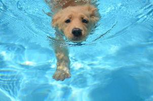 lindo cachorro dorado nadando en una piscina foto