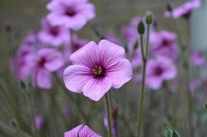hermosa flor de geranio en un jardín perenne foto