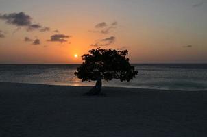 Eagle Beach in Aruba at Sunset photo