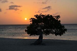 Silhouetted Divi Divi Tree in Aruba photo