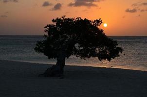 Silhouetted Divi Divi Tree on Eagle Beach photo