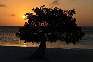 puesta de sol naranja brillante sobre un árbol divi divi foto