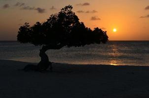 Watapana Tree Silhouetted at Sunset photo