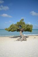 árbol divi divi en la playa en aruba foto