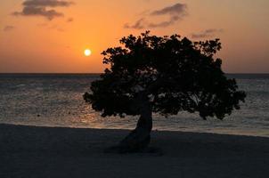 Orange Sunset with a Silhouetted Divi Divi Tree photo