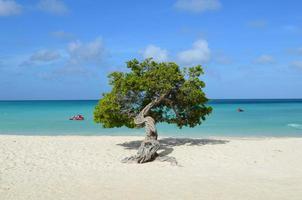 Pristine Eagle Beach with a Divi Divi Tree photo