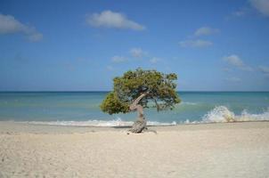 olas llegando a tierra alrededor del árbol divi divi foto