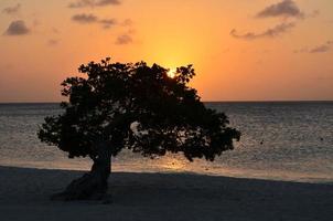 bonita puesta de sol con árbol divi divi foto