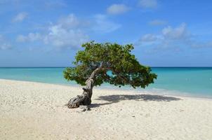 árbol divi divi prístino en aruba foto