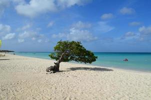 árbol divi divi retorcido por el viento foto