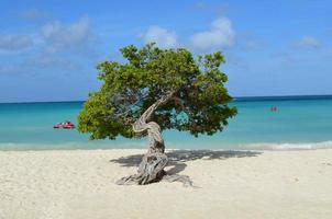 árbol divi divi parado en eagle beach foto