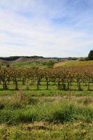 Vineyard with Grape Vines in Tuscany photo