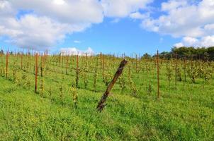 viñedos de toscana y paisaje verde foto