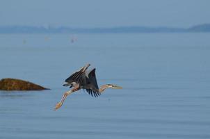 Beautiful Great Blue Heron in Flight Over Casco Bay photo