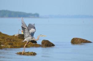 Amazing Spread Wings of Grate Blue Heron photo