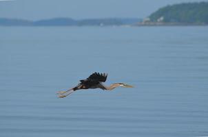 Great Blue Heron in Flight photo