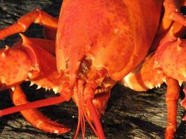 Langosta de Maine cocinada al horno con almejas foto