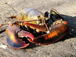 Large Claws on a Maine Lobster on the Beach photo