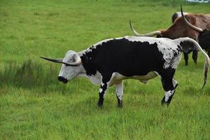 Grass Field with a Herd of Longhorn Cows photo