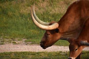 perfil marrón de una vaca longhorn en un campo foto