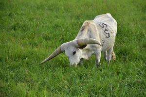 vaca blanca de cuernos largos pastando en un campo foto