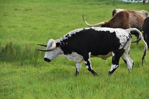 Meandering Herd of Longhorn Cattle in a Pasture photo