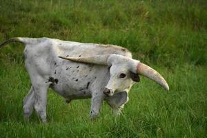 buey de cuernos largos blanco en un gran campo de hierba foto