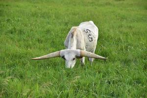 buey de cuernos largos de pastoreo blanco en un campo de hierba foto