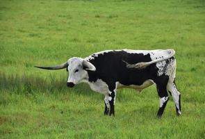 vaca de cuernos largos blanca y negra moviendo su cola foto