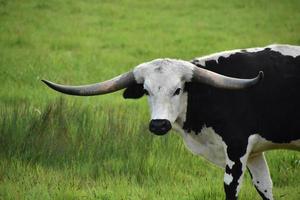 longhorn blanco y negro novillo de cerca y personal foto