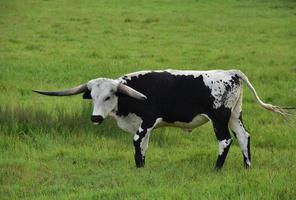 Ganado longhorn blanco y negro con la lengua afuera foto