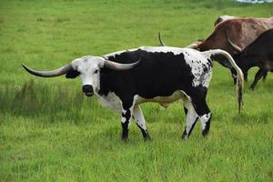 manada de novillos de cuernos largos en un pasto foto