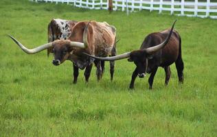 pequeña manada de ganado longhorn pastando en un campo foto
