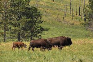 Migrating Trio of American Bison Grazing in the Summer photo