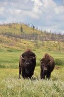 Bison Pair in a Stunning Landscape photo