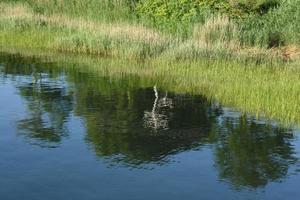 Green Marsh Grass Reflecting in the Ocean photo