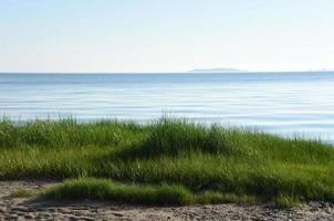 Green Marsh Grass Growing Along the Ocean Side photo