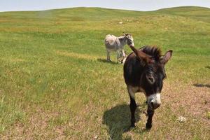 Burros Walking in a Large Grass Field photo