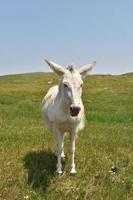 Single Burro Standing in Solitude in a Field photo